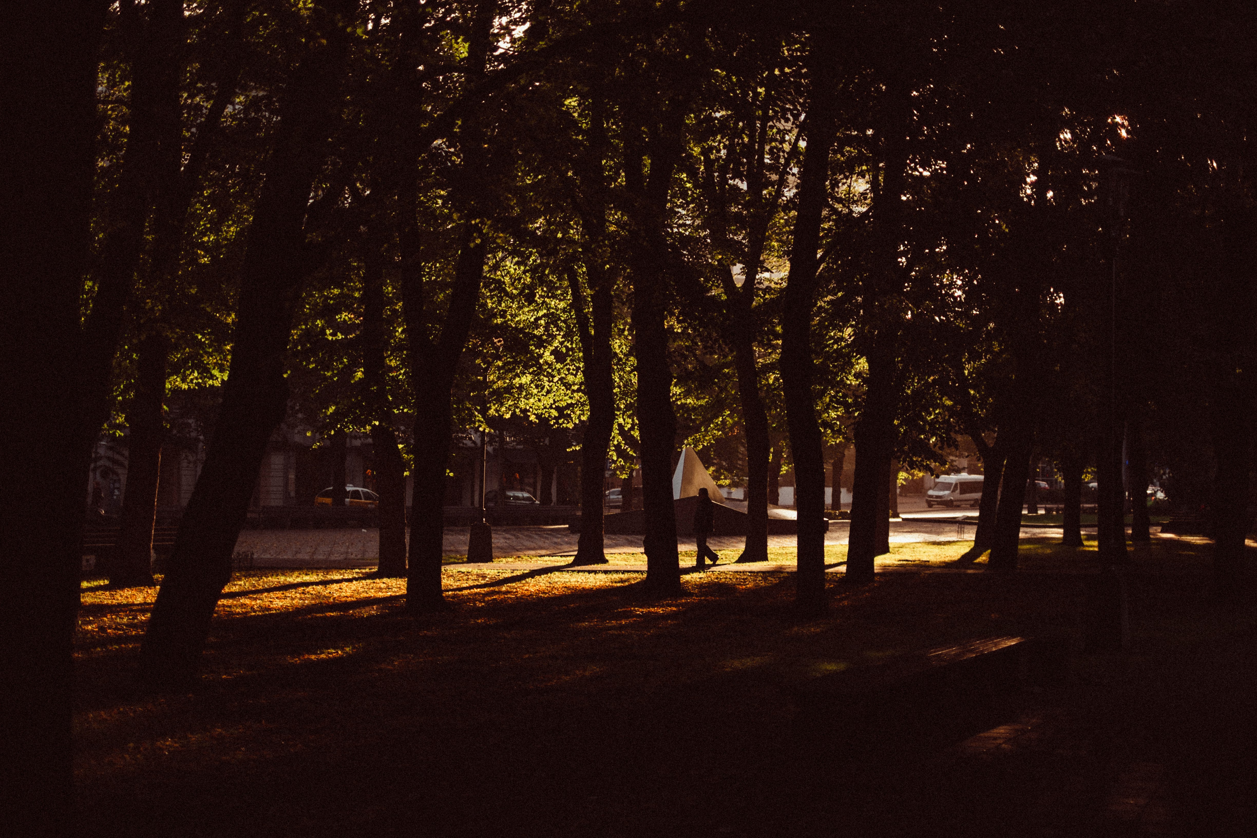 trees during night time